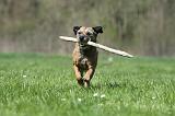 BORDER TERRIER 083